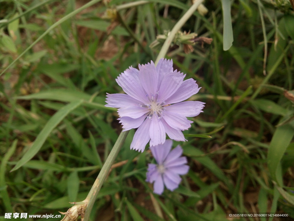 野生蓝菊花