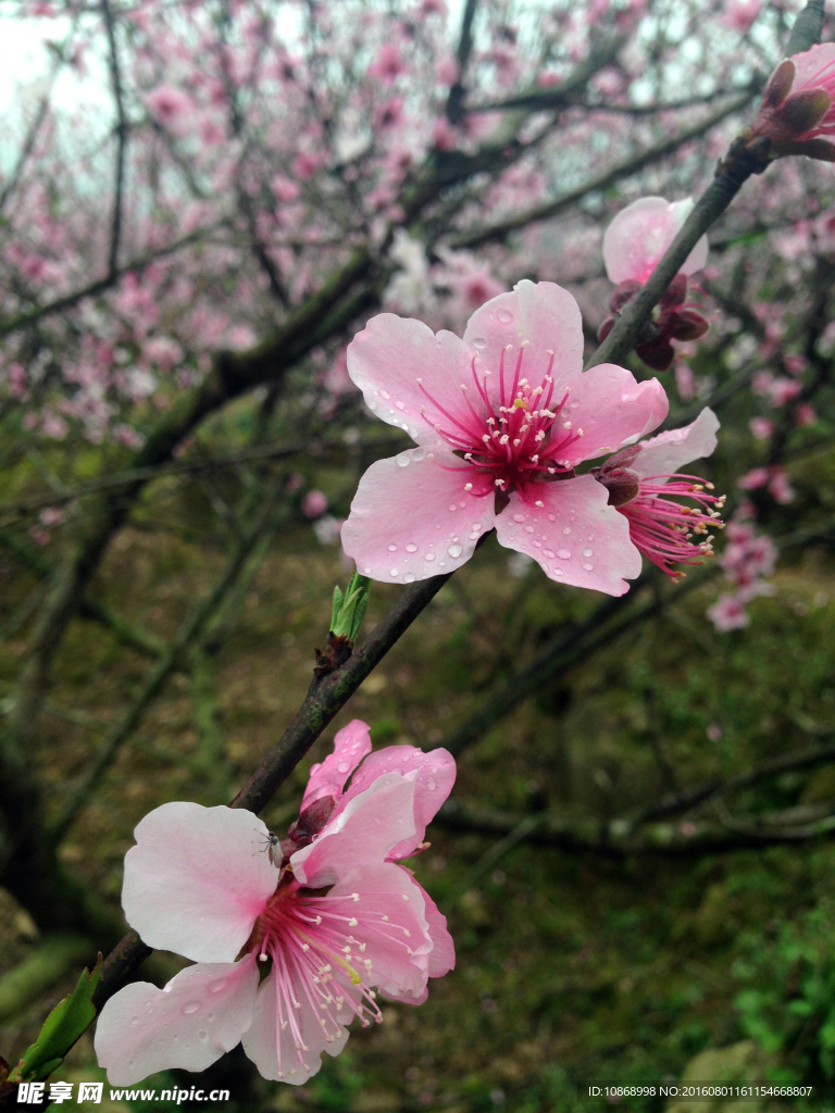 桃花