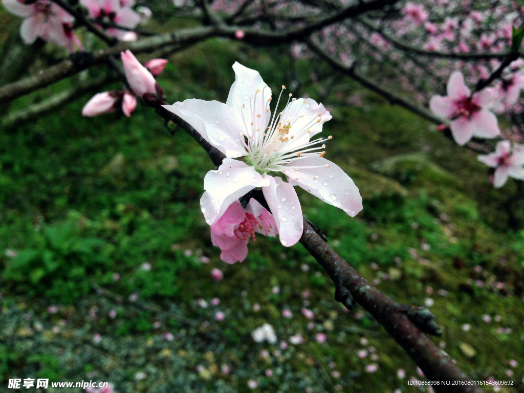 桃花