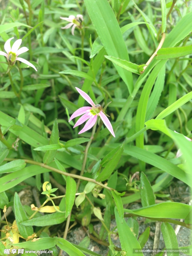野花