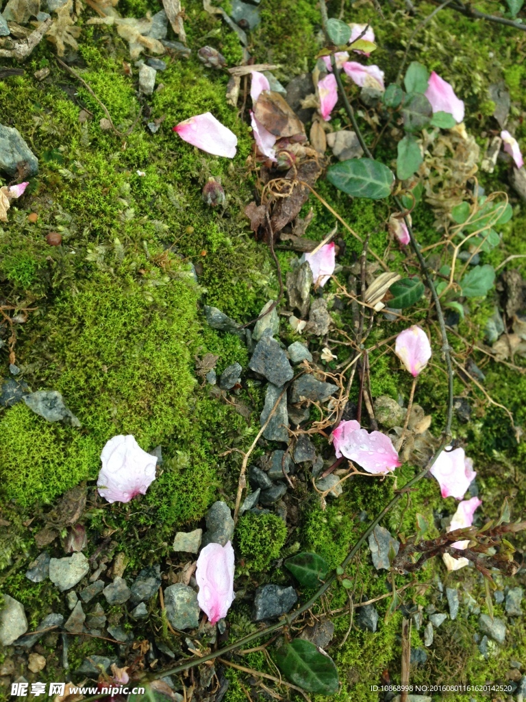 桃花花瓣