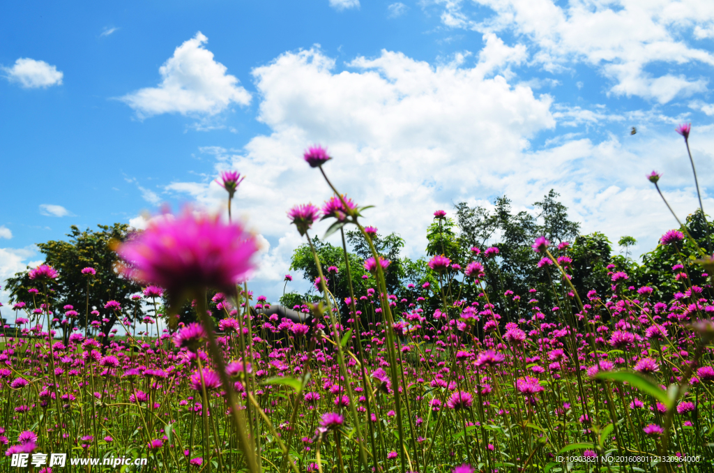 花田