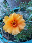 马蜂菜花