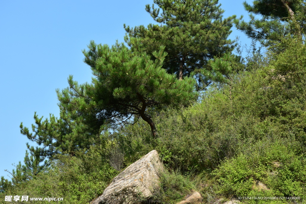 松树