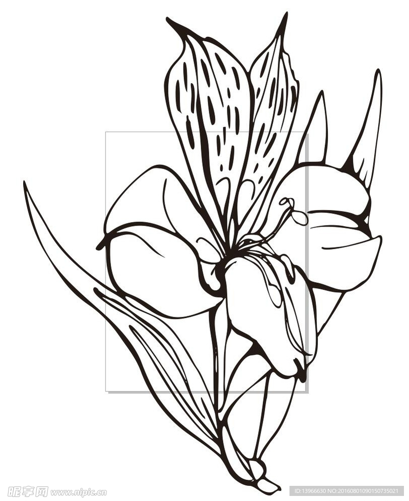 玉兰花