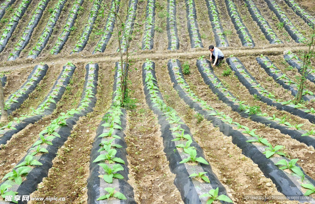 覆膜菜田景色