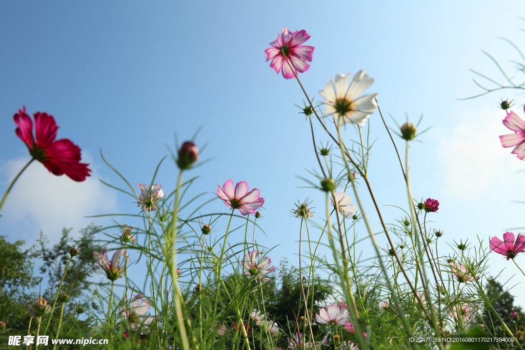 格桑花