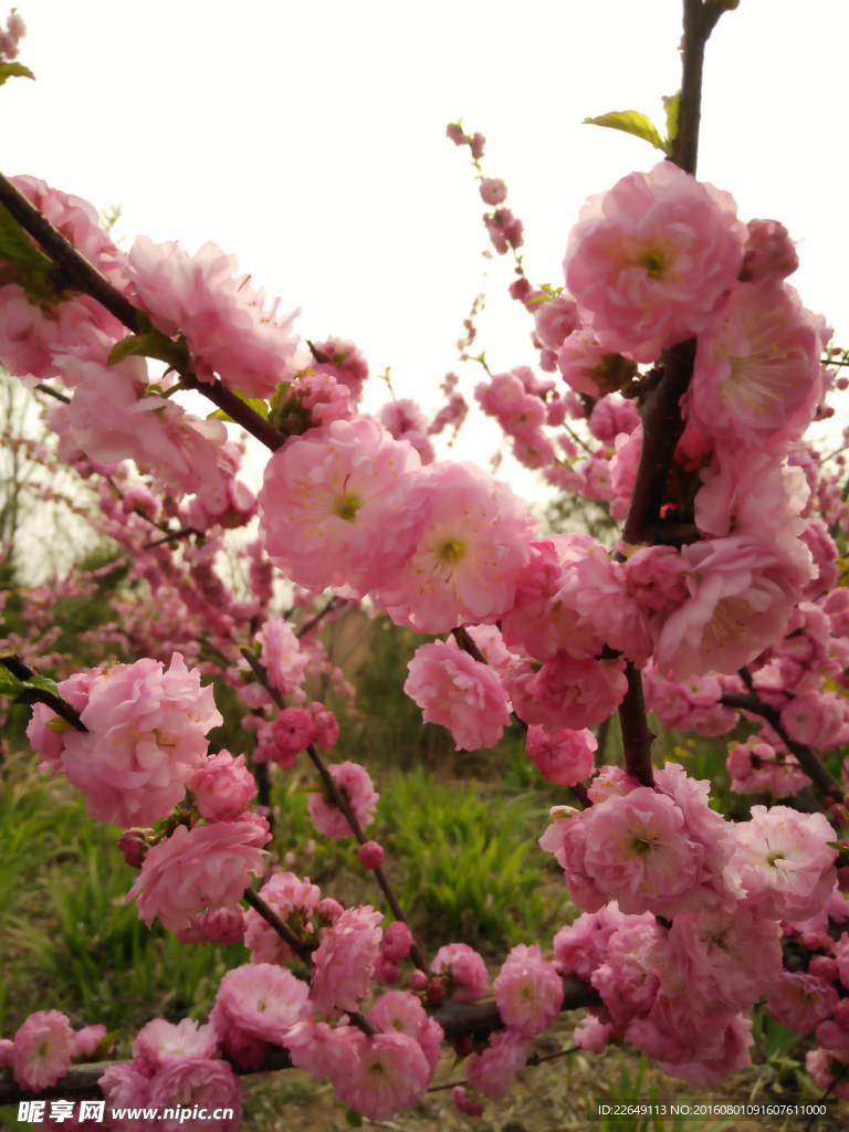 樱花