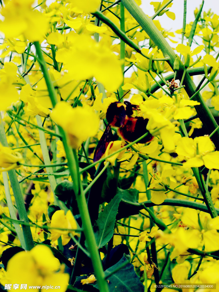 油菜花