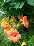 凌霄花