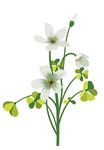 百合花