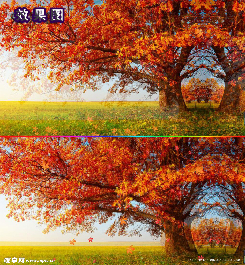 红枫叶树飘扬背景高清视频