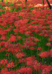 彼岸花
