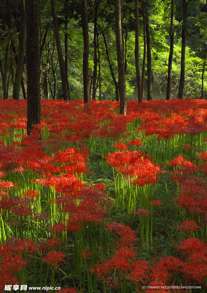 彼岸花