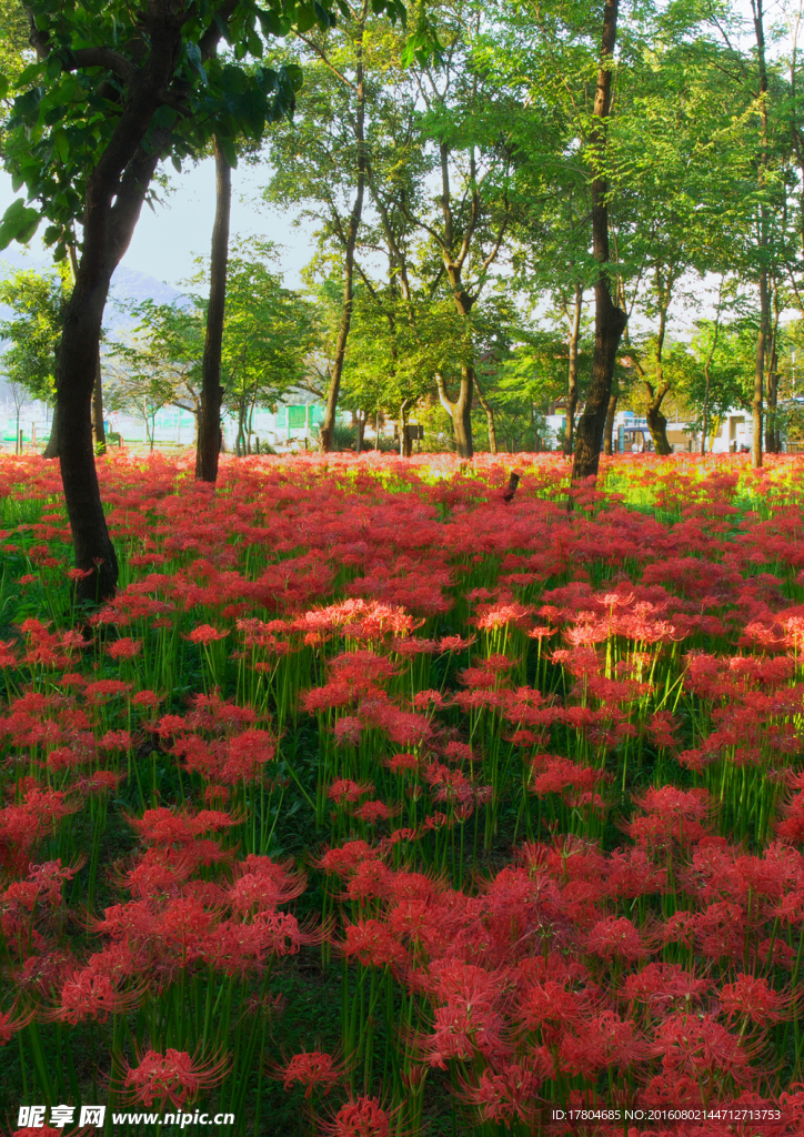 彼岸花