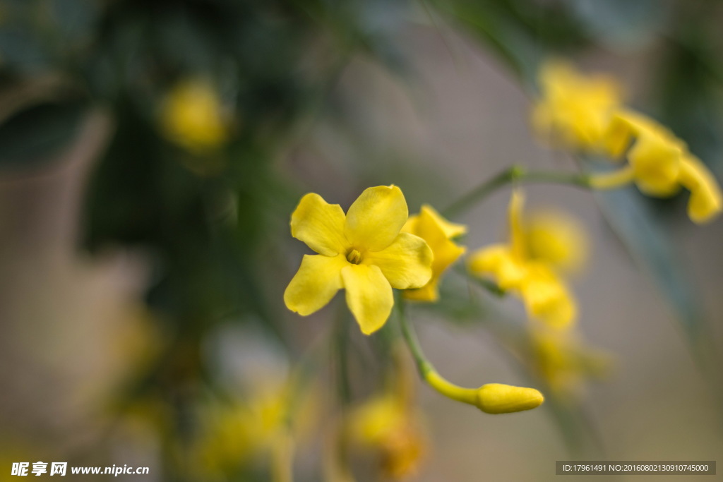 油菜花