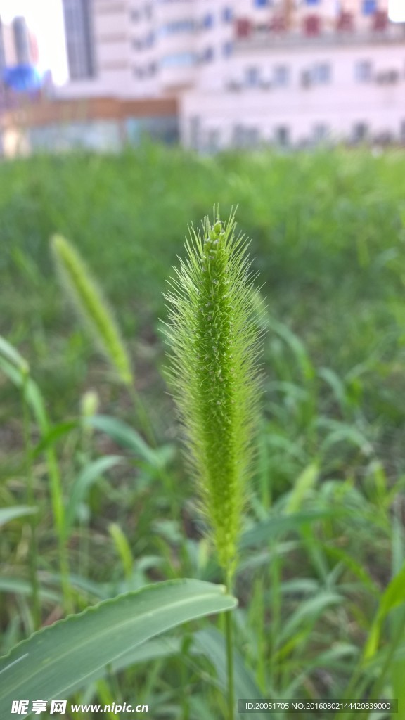 狗尾草