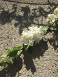 玖果花