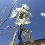 玖果花