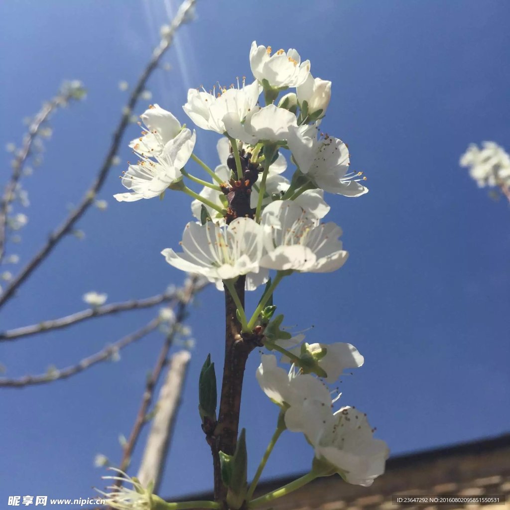 玖果花