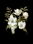 手绘花卉 油画花卉 白色花卉