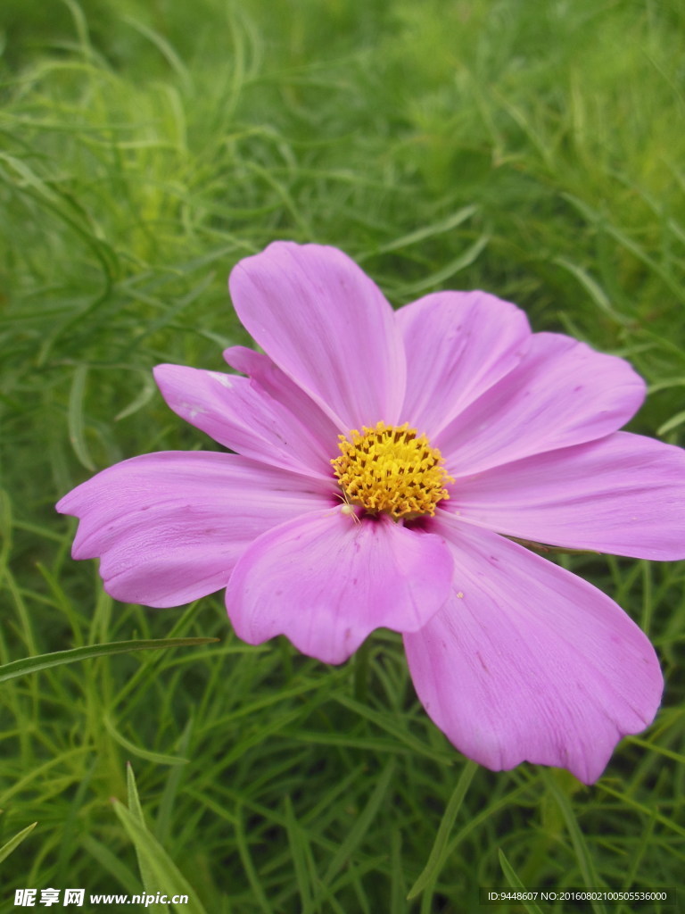 格桑花