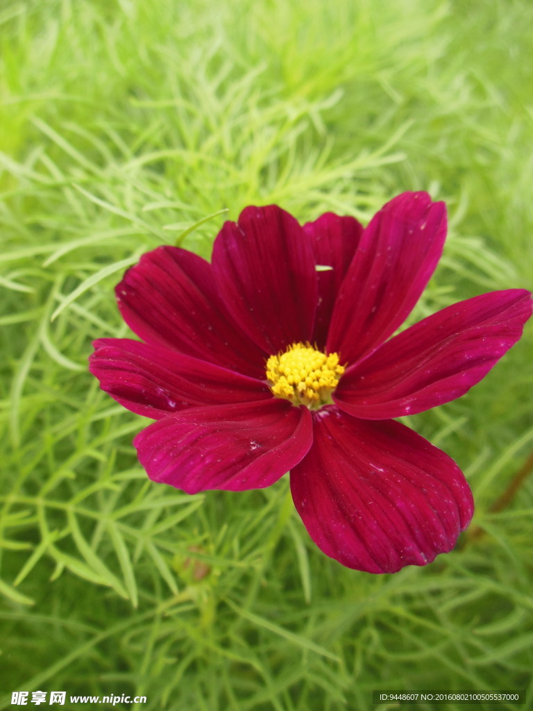 格桑花
