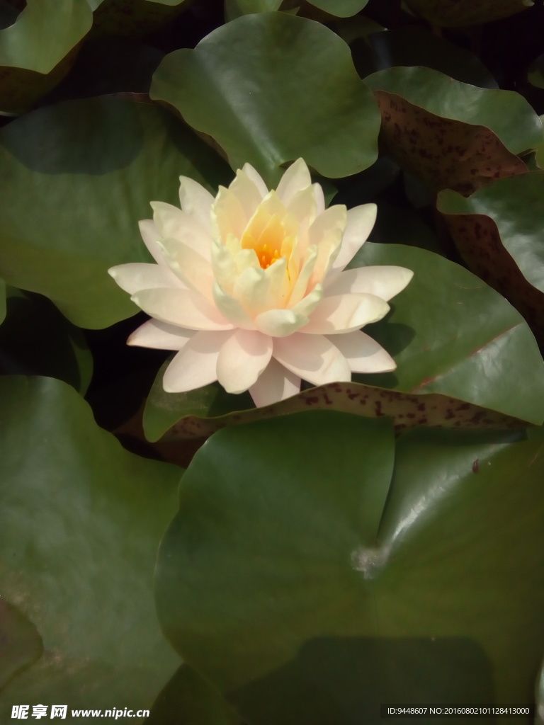 睡莲花