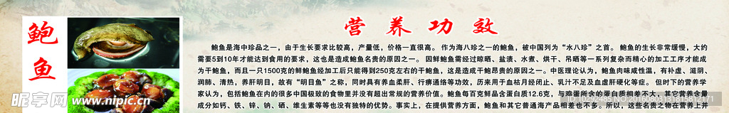 鲍鱼简介展板