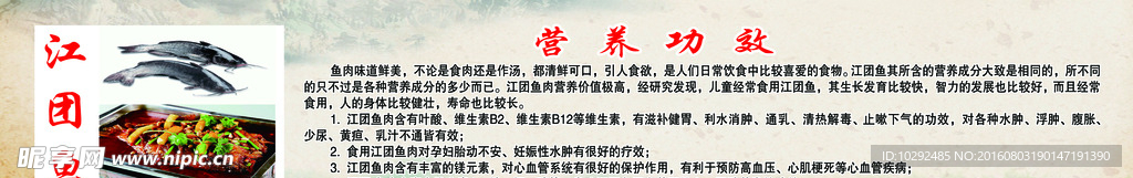 江团鱼简介展板