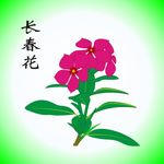 长春花