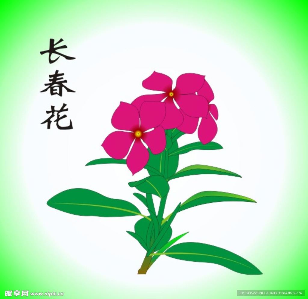 长春花