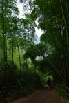 竹林小径