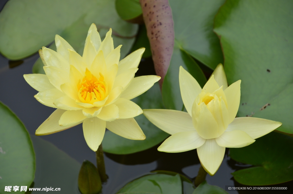 睡莲