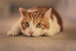 猫咪