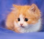 猫咪