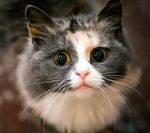 猫咪