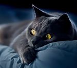 猫咪