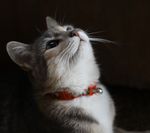 猫咪