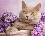猫咪