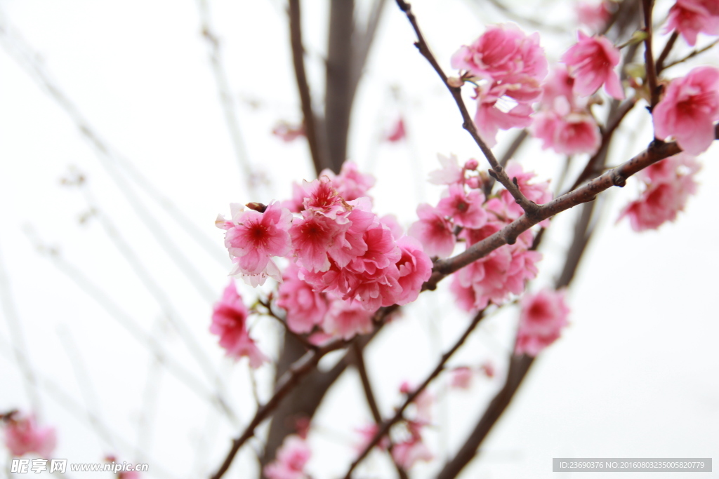 樱花