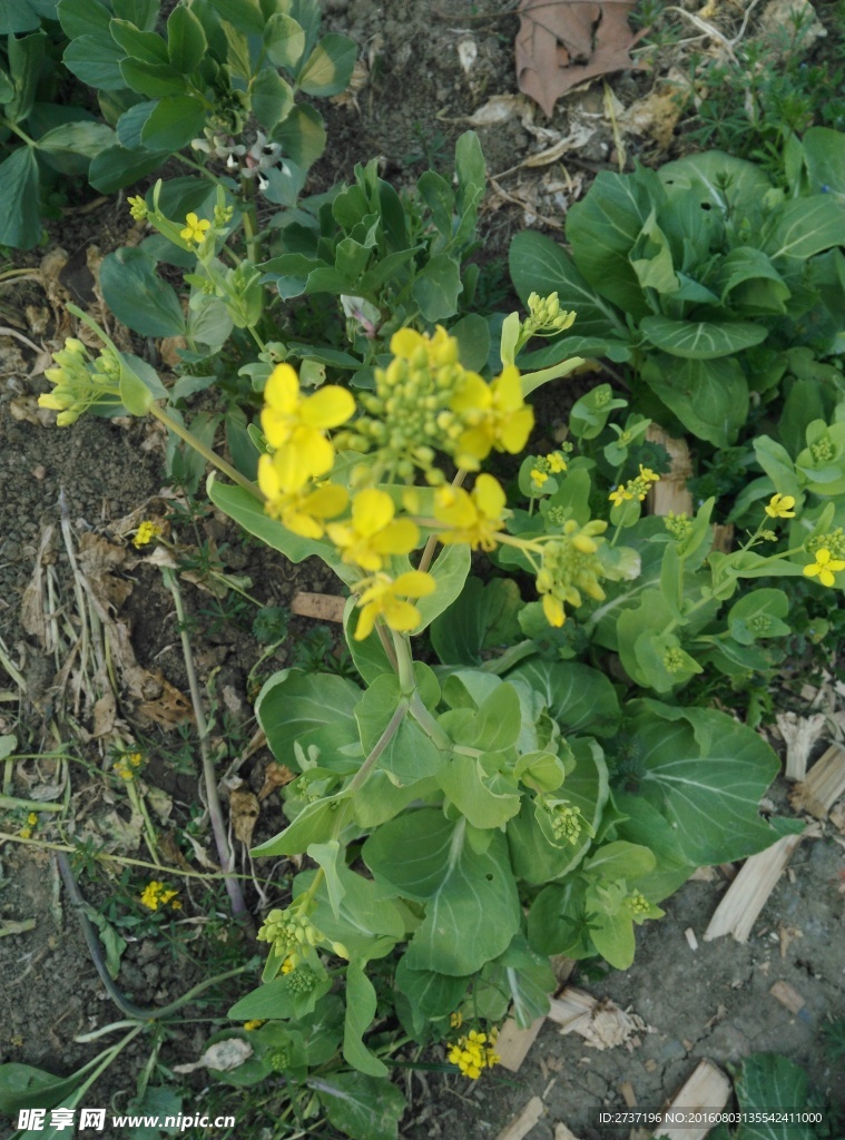 青菜