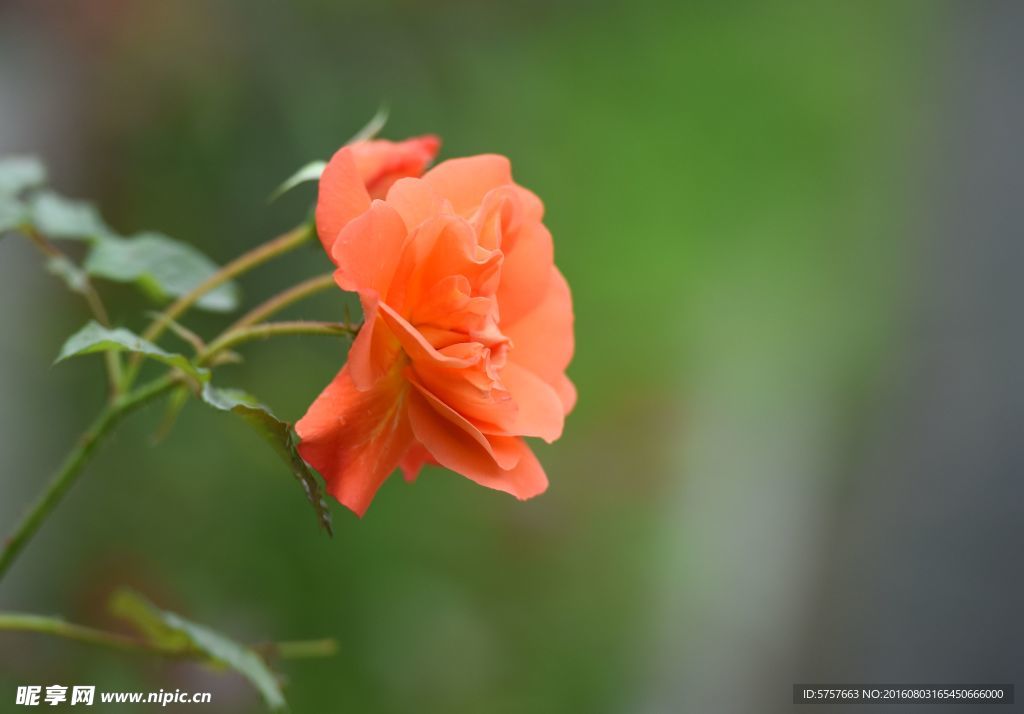 月季花