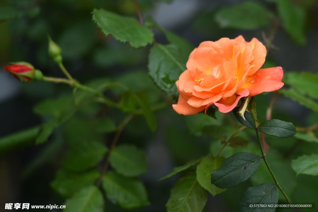 月季花