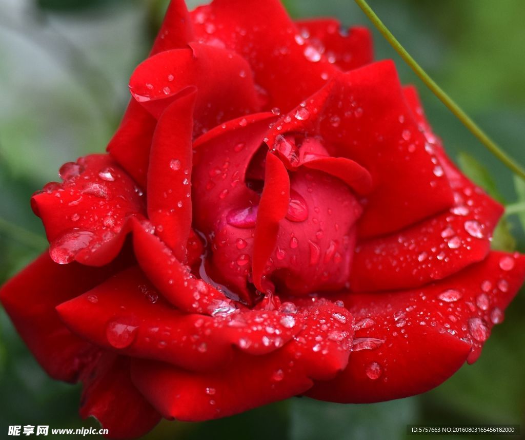 月季花