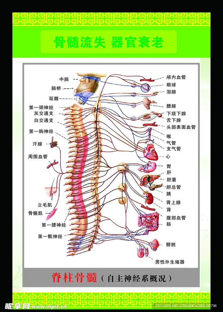 骨髓流失器官衰老