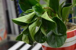 小植物