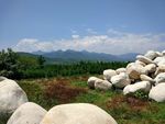 山野