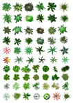 植物 树 平面 贴图