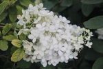 一簇白色小花
